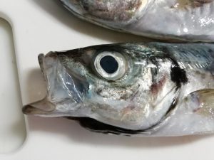 魚②