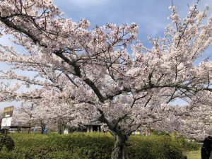 石山寺の桜も満開 賃貸館